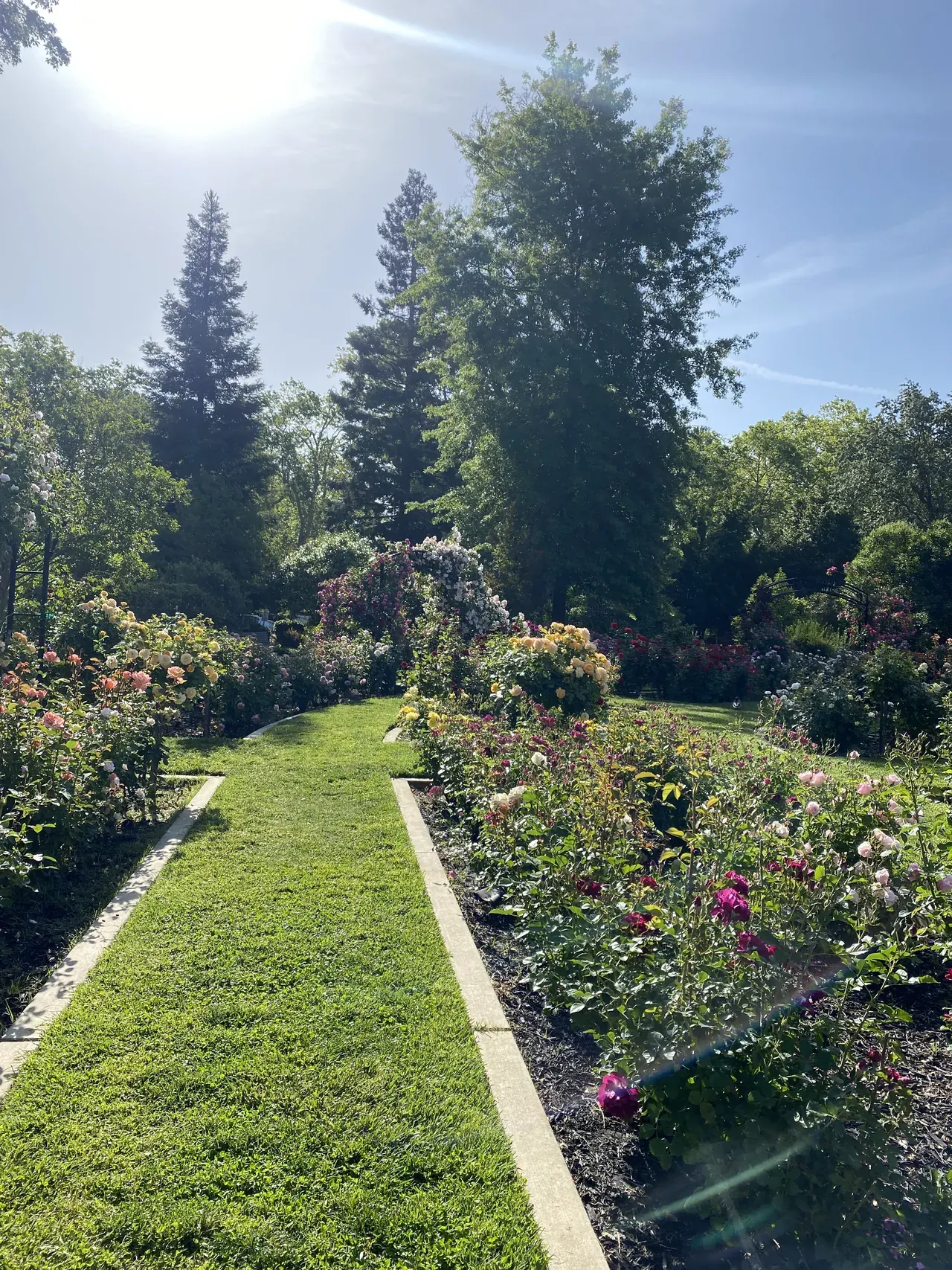 The rose garden at McKinley Park in East Sacramento